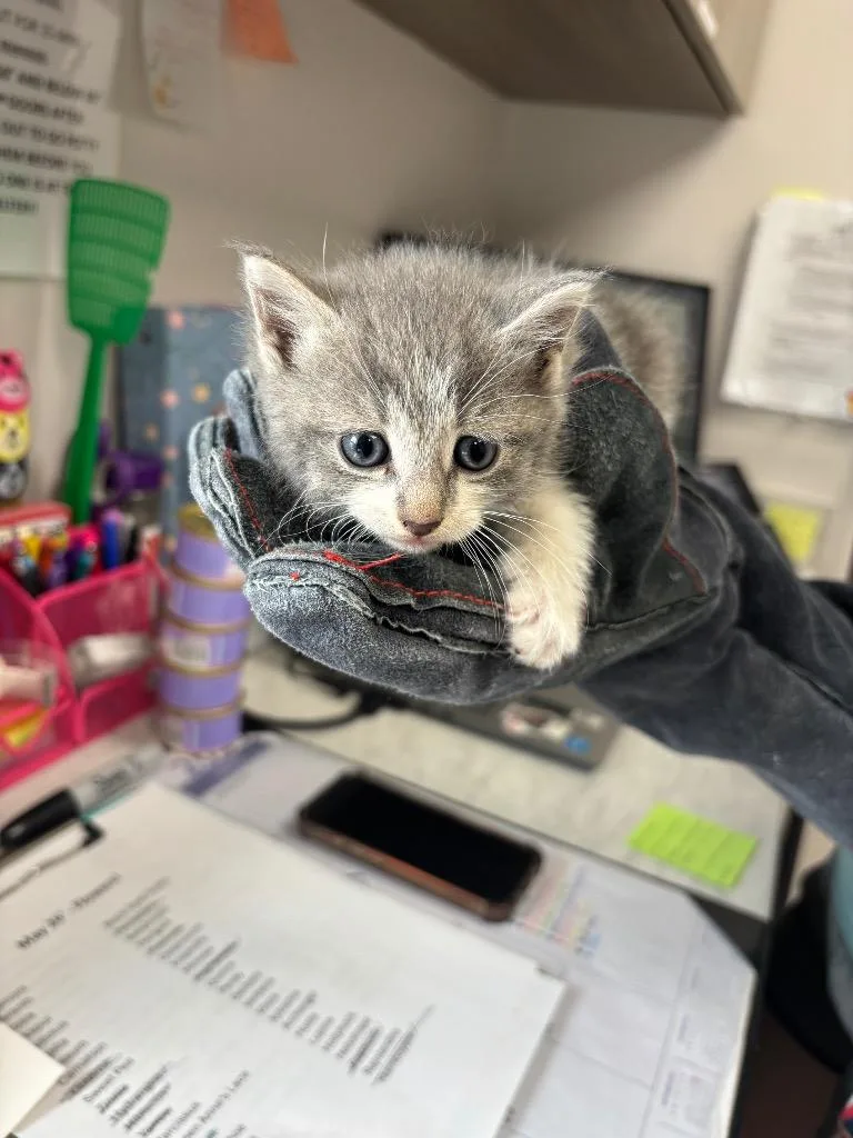 A baby medium-sized female American Shorthair cat named Pansy for adoption in Van Wert, OH