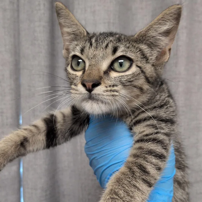 A baby small-sized male Gray / Blue / Silver Domestic Short Hair cat named Attic for adoption in Hattiesburg, MS