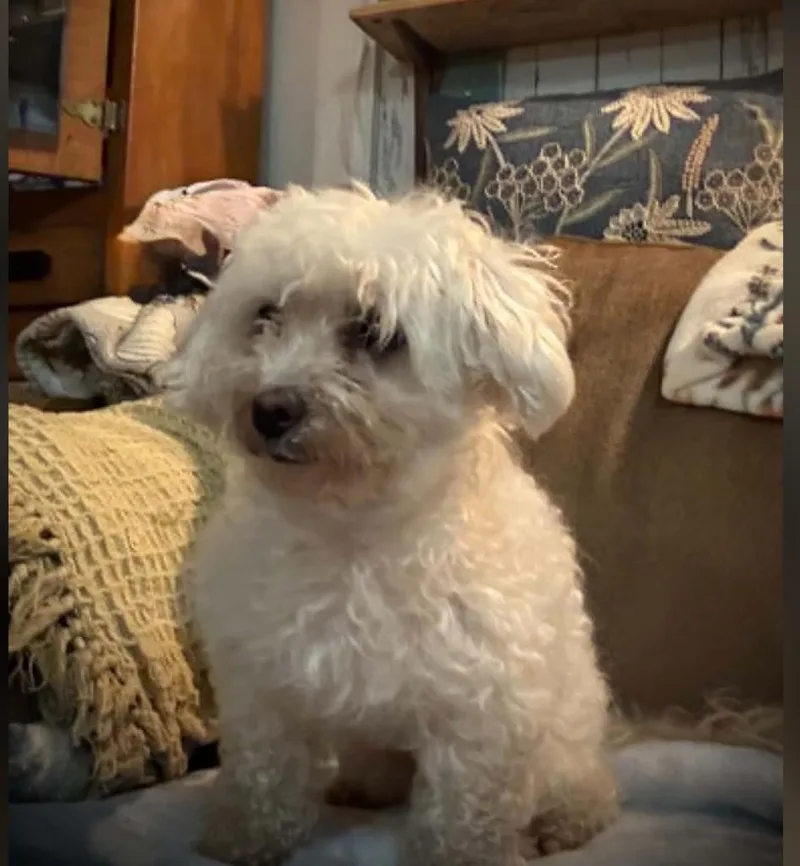 An adult small-sized female Maltese dog named Muffin for adoption in Monticello, MN
