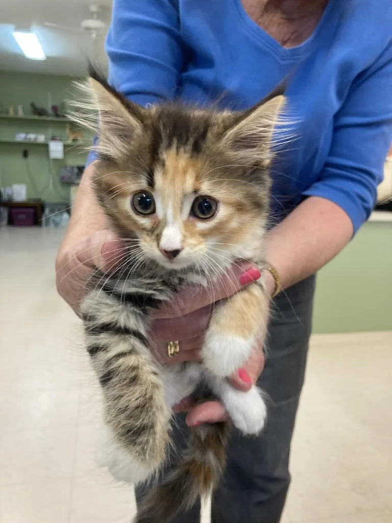 A baby medium-sized female Domestic Medium Hair cat named Currant for adoption in Burnsville, NC