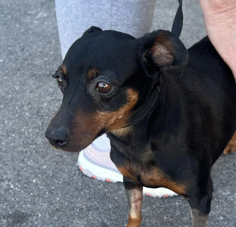 An adult small-sized female Black Miniature Pinscher dog named Bianca for adoption in Las Vegas, NV