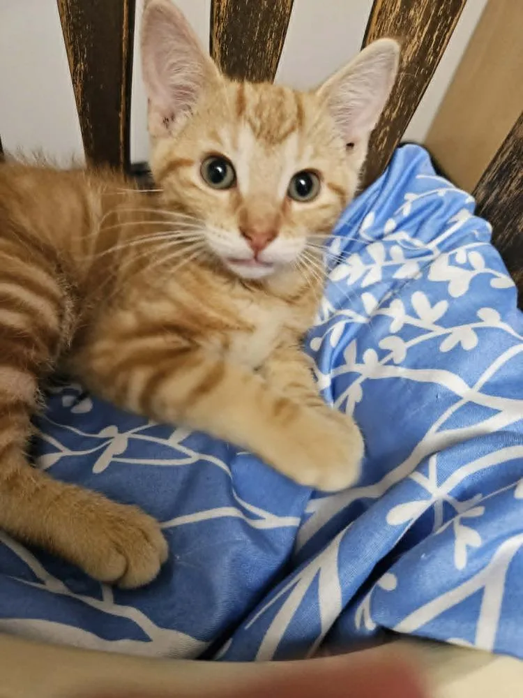 A baby small-sized male Domestic Short Hair cat named Waffle for adoption in South Bend, IN