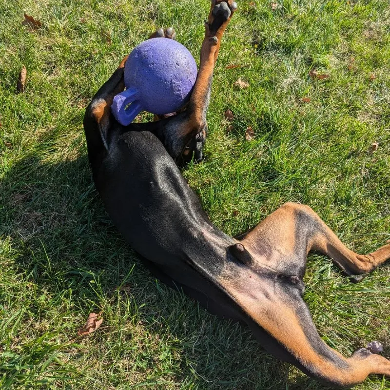 An adult large-sized male Black Doberman Pinscher dog named Spencer for adoption in Sandown, NH