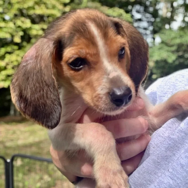 A baby small-sized male Beagle dog named Sleepy for adoption in Richmond, VA