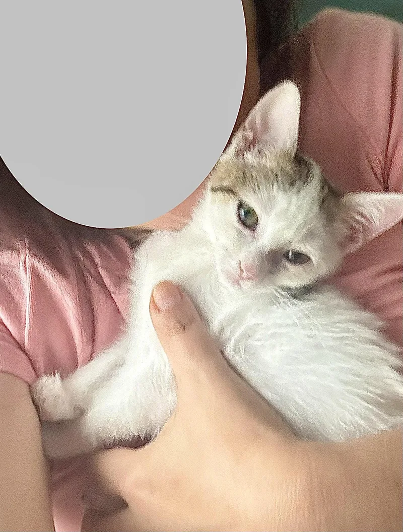A baby medium-sized female Gray / Blue / Silver Domestic Short Hair cat named Mochi for adoption in Herndon, VA