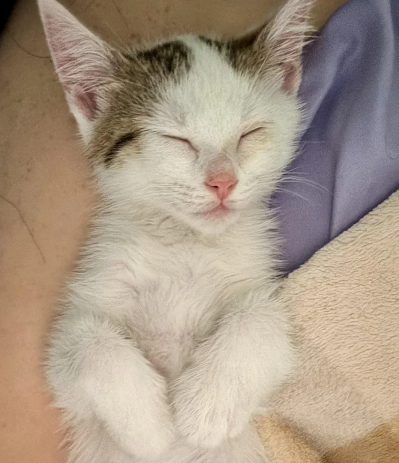 Mochi thumbnail 2