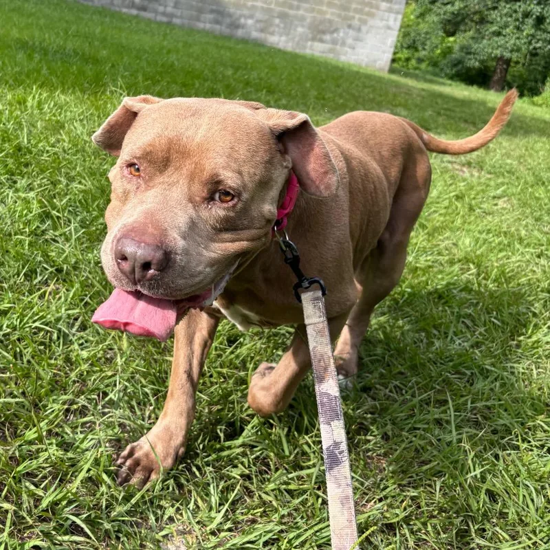 An adult large-sized male Brown / Chocolate Mixed Breed dog named Clifford for adoption in Jacksonville, FL
