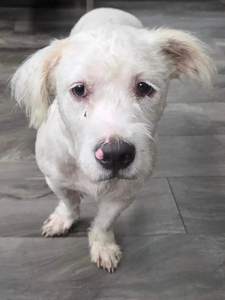 A young medium-sized female White / Cream Maltipoo dog named Tabitha for adoption in Trenton, NJ