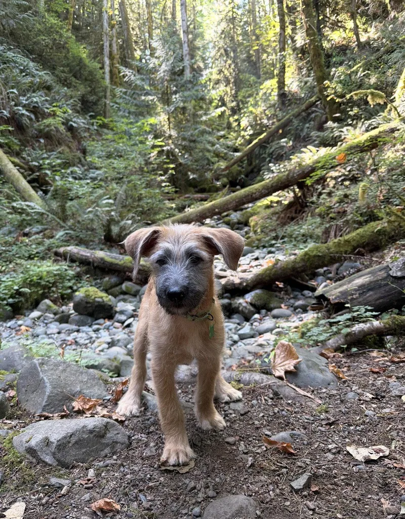 A baby medium-sized male Standard Poodle dog named Garth for adoption in Bothell, WA