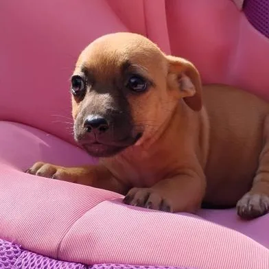 A baby small-sized female Red / Chestnut / Orange Chihuahua dog named Fancy for adoption in Liverpool, TX