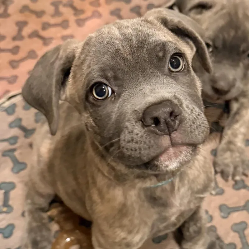 A baby small-sized male Gray / Blue / Silver Cane Corso dog named Lampone for adoption in Los Angeles, CA