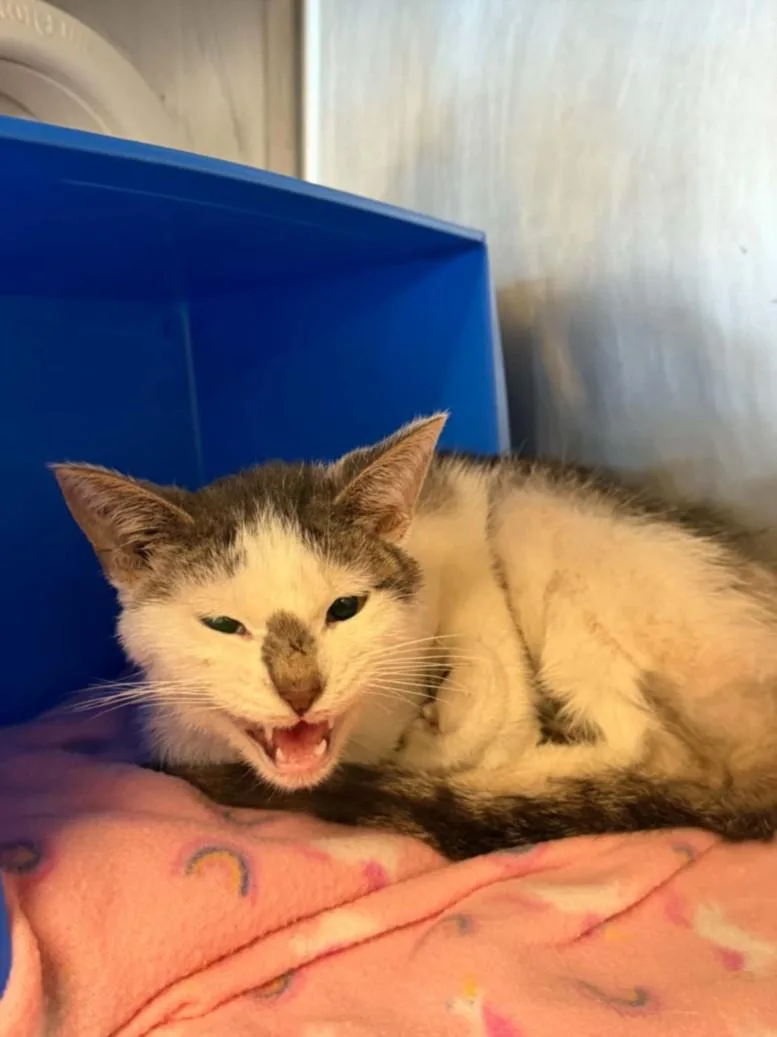 A young medium-sized male Domestic Short Hair cat named Pikachu for adoption in Houston, TX