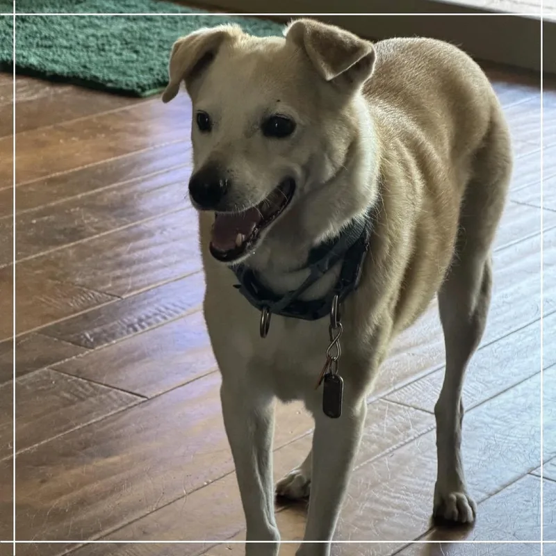 A senior medium-sized male Golden Whippet dog named Henry for adoption in Chandler, AZ