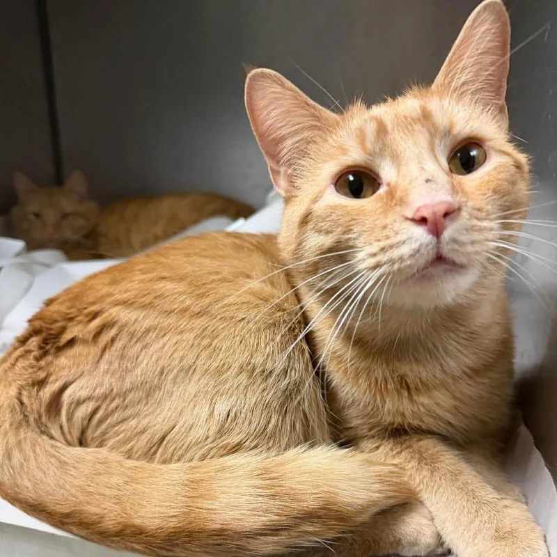 Weasley Brothers: Fred