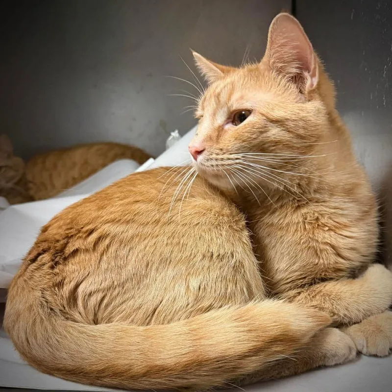 Weasley Brothers: Fred thumbnail 2