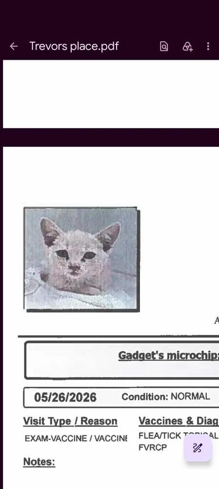 A baby small-sized male Domestic Short Hair cat named Gadget for adoption in Parker, CO