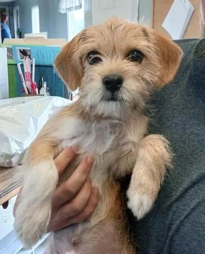 A baby small-sized male Terrier dog named Travis for adoption in West Memphis, AR