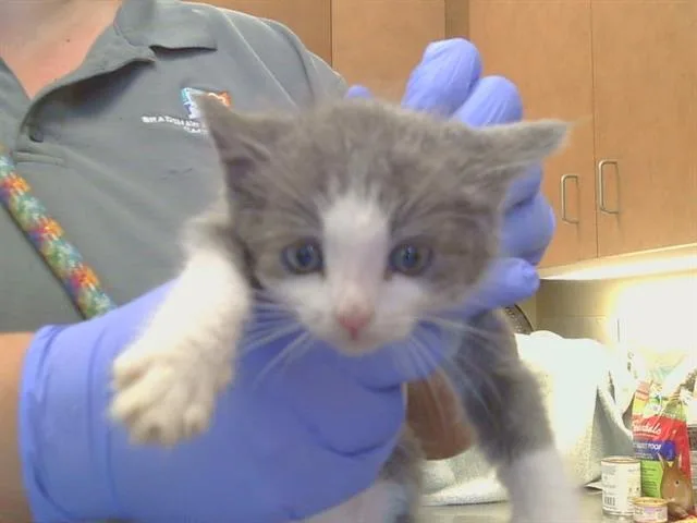 A baby small-sized male Domestic Short Hair cat named Roquefort for adoption in Sacramento, CA