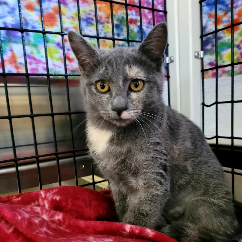 A baby small-sized female Domestic Short Hair cat named Nestle' for adoption in Allyn, WA