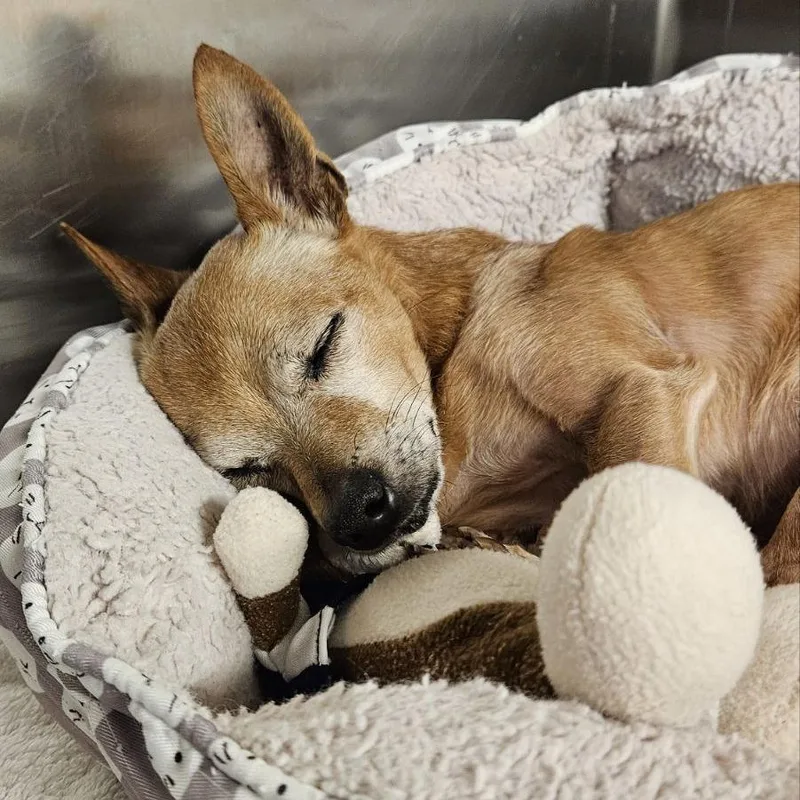 A senior small-sized male Chihuahua dog named Louie for adoption in Austin, TX