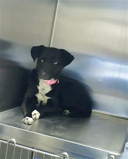 A young small-sized female Labrador Retriever dog named Stella for adoption in Fayetteville, NC