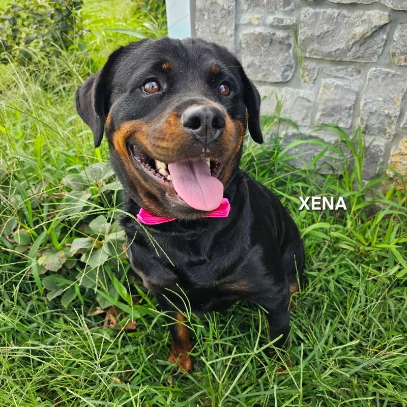 Xena thumbnail 2