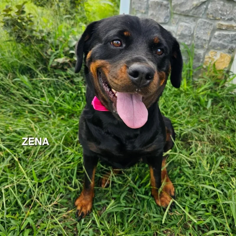 Xena thumbnail 3