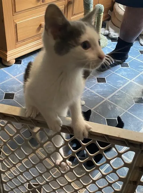 A baby small-sized female Domestic Short Hair cat named Kim for adoption in San Antonio, TX