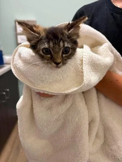A baby small-sized female Domestic Medium Hair cat named Jenna for adoption in Annapolis, MD
