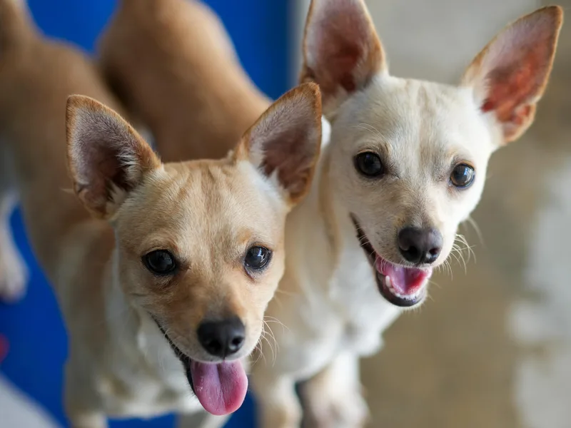 An adult small-sized male Yellow / Tan / Blond / Fawn Chihuahua dog named Milo for adoption in Fresno, CA