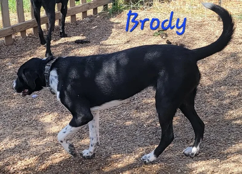 Brody