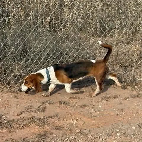 Magnolia thumbnail 2