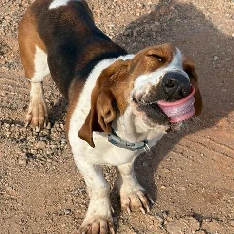 Magnolia thumbnail 3