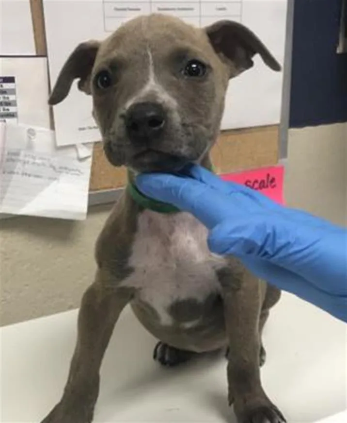 A baby small-sized female Pit Bull Terrier dog named Plum for adoption in Conroe, TX