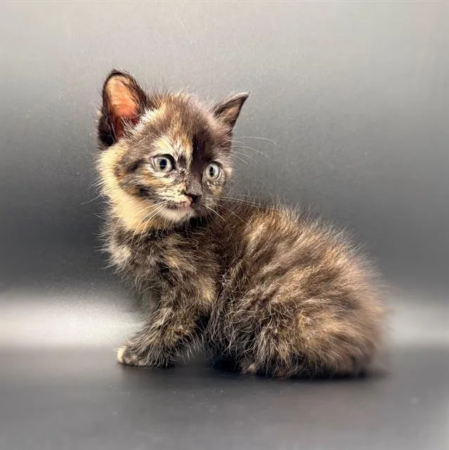 A baby small-sized female Domestic Short Hair cat named Elle for adoption in Fairfield, CA