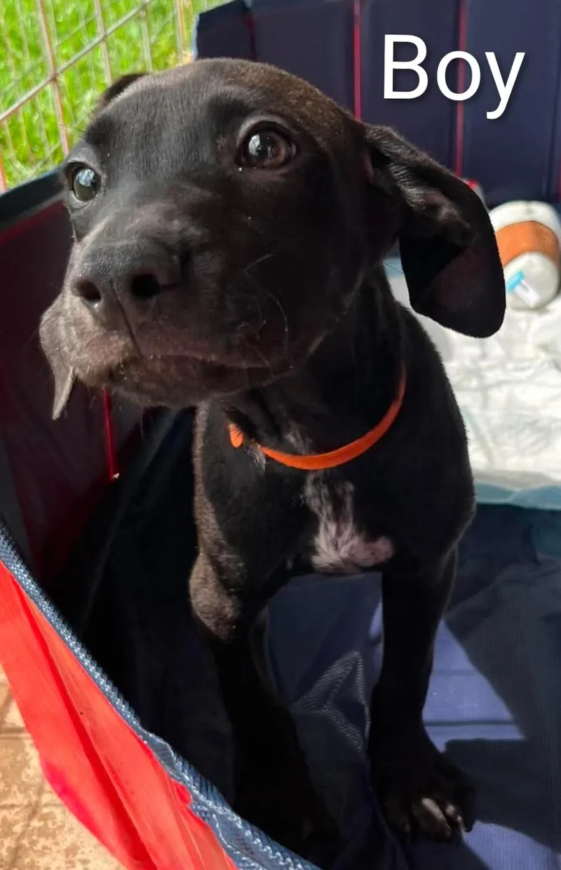 A young medium-sized male Labrador Retriever dog named Max for adoption in Hampton, VA