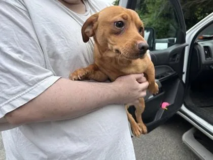 A young small-sized male Chihuahua dog named Tofu for adoption in Seattle, WA