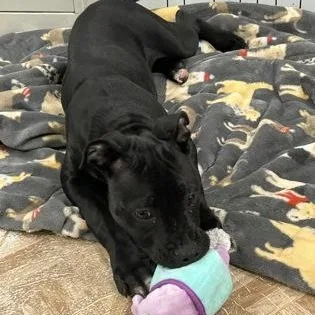 A baby medium-sized female Pit Bull Terrier dog named Millie for adoption in Worcester, MA