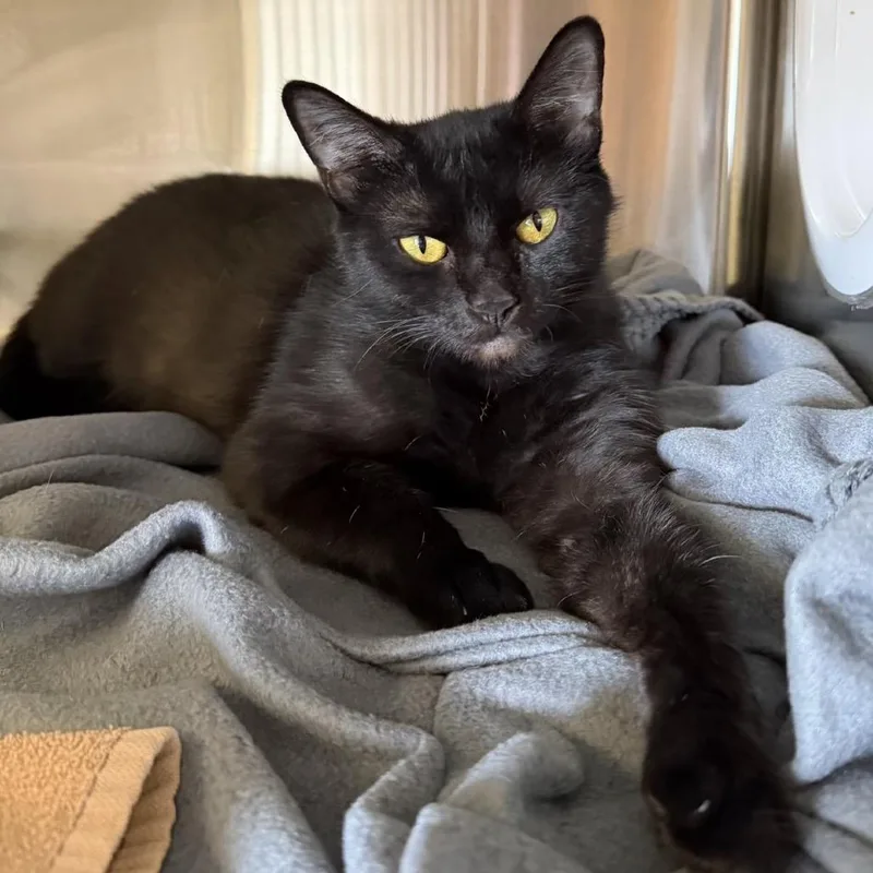 An adult small-sized female Domestic Short Hair cat named Lucipurrr for adoption in Knoxville, TN