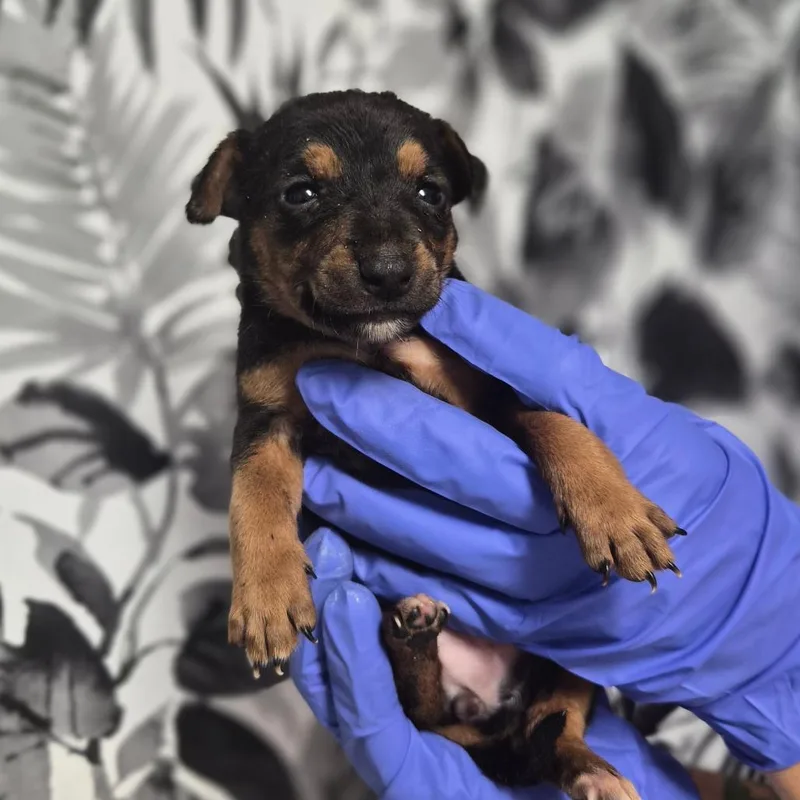 A baby small-sized female Shepherd dog named Mavis for adoption in Wahiawa, HI