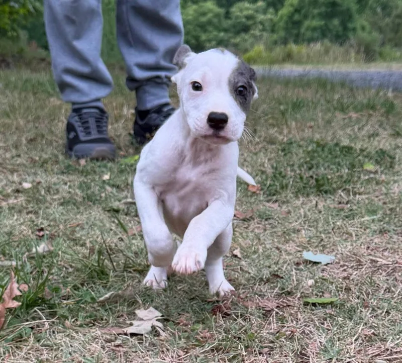 A baby medium-sized female Pointer dog named Dutton for adoption in Albemarle, NC