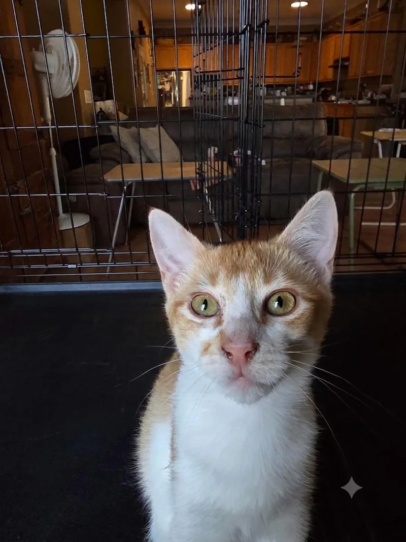 A young medium-sized male Orange & White Domestic Short Hair cat named Rusty for adoption in Antioch, CA