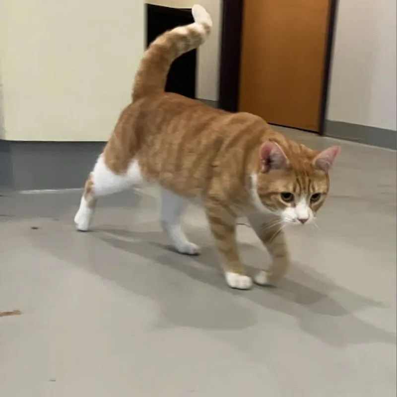 An adult large-sized male Orange / Red Domestic Short Hair cat named Meowchal for adoption in Charlottesville, VA