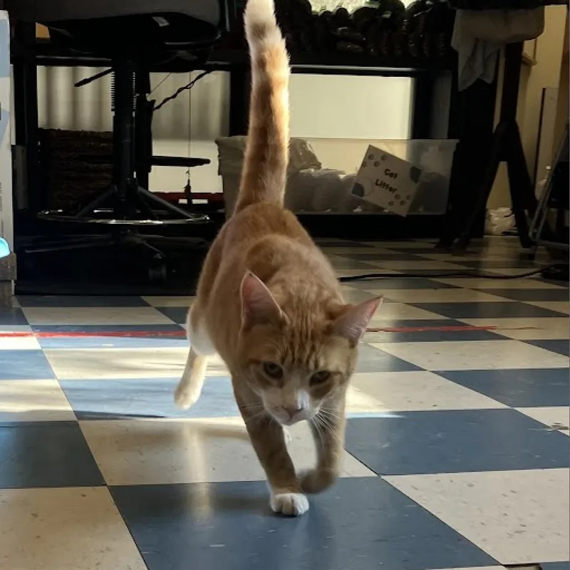 Meowchal thumbnail 2