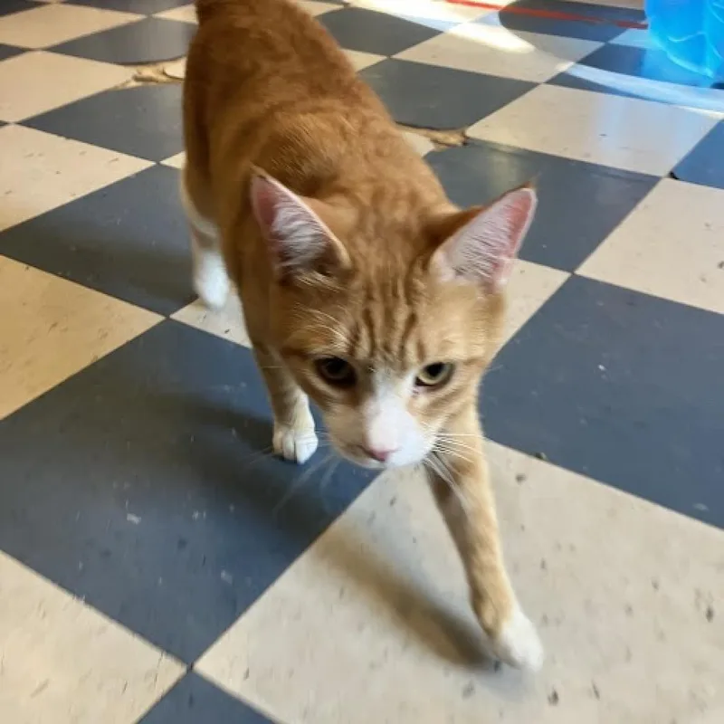 Meowchal thumbnail 3