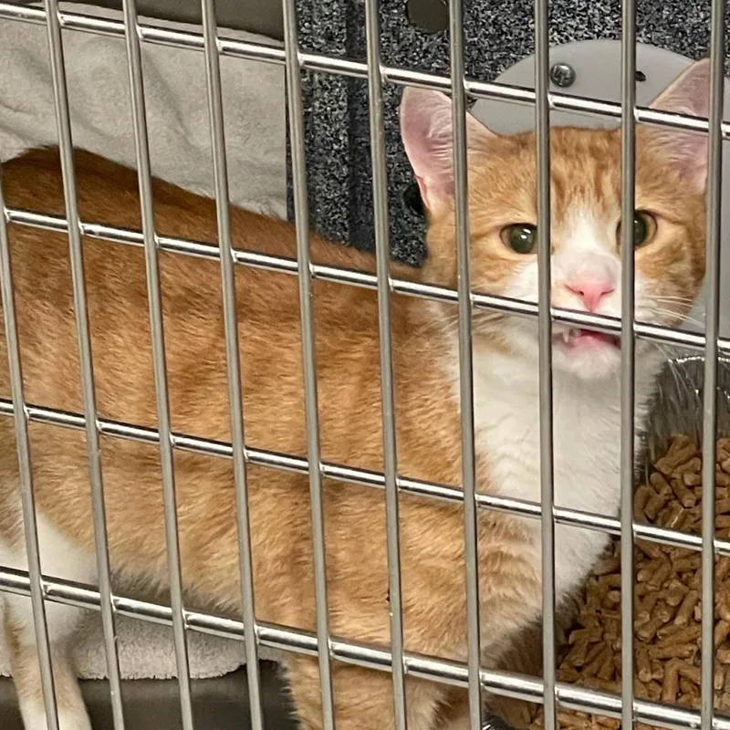 Meowchal thumbnail 4