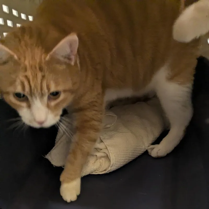 Meowchal thumbnail 5