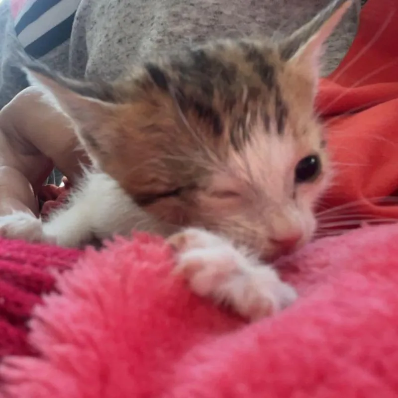 An adult small-sized female Brown / Chocolate Domestic Short Hair cat named Uno Saveasoul for adoption in Merrifield, VA