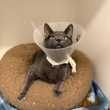 A young small-sized male Domestic Short Hair cat named Lint for adoption in Janesville, WI