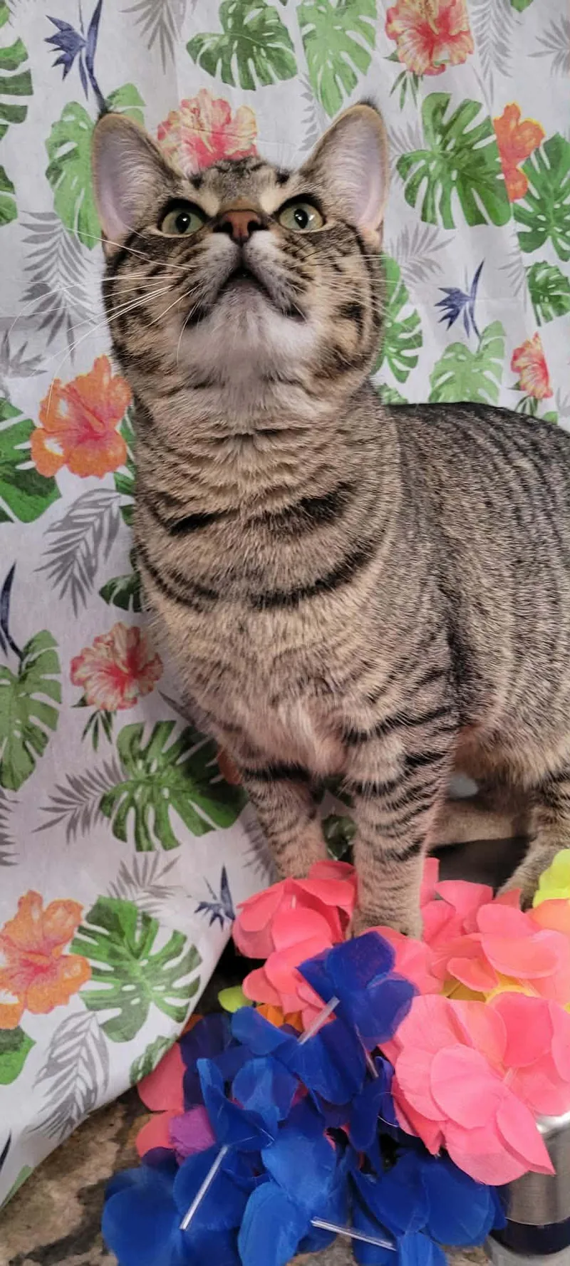 An adult large-sized male Tabby (Gray / Blue / Silver) Domestic Short Hair cat named Simba for adoption in Caro, MI